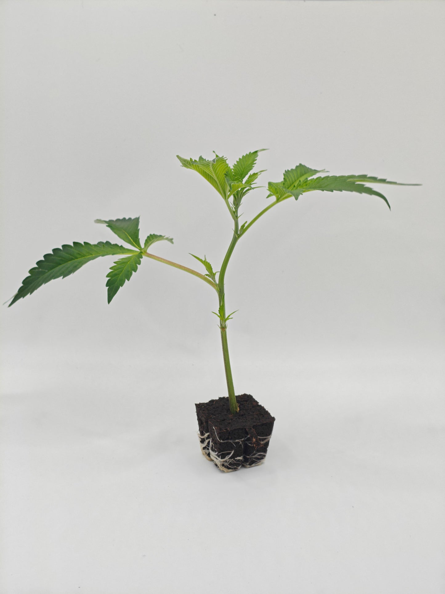 Black Apple Hitchcock