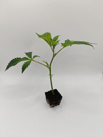 Black Apple Hitchcock