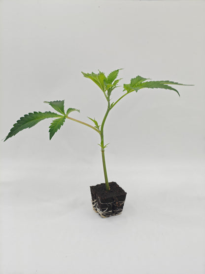 Black Apple Hitchcock