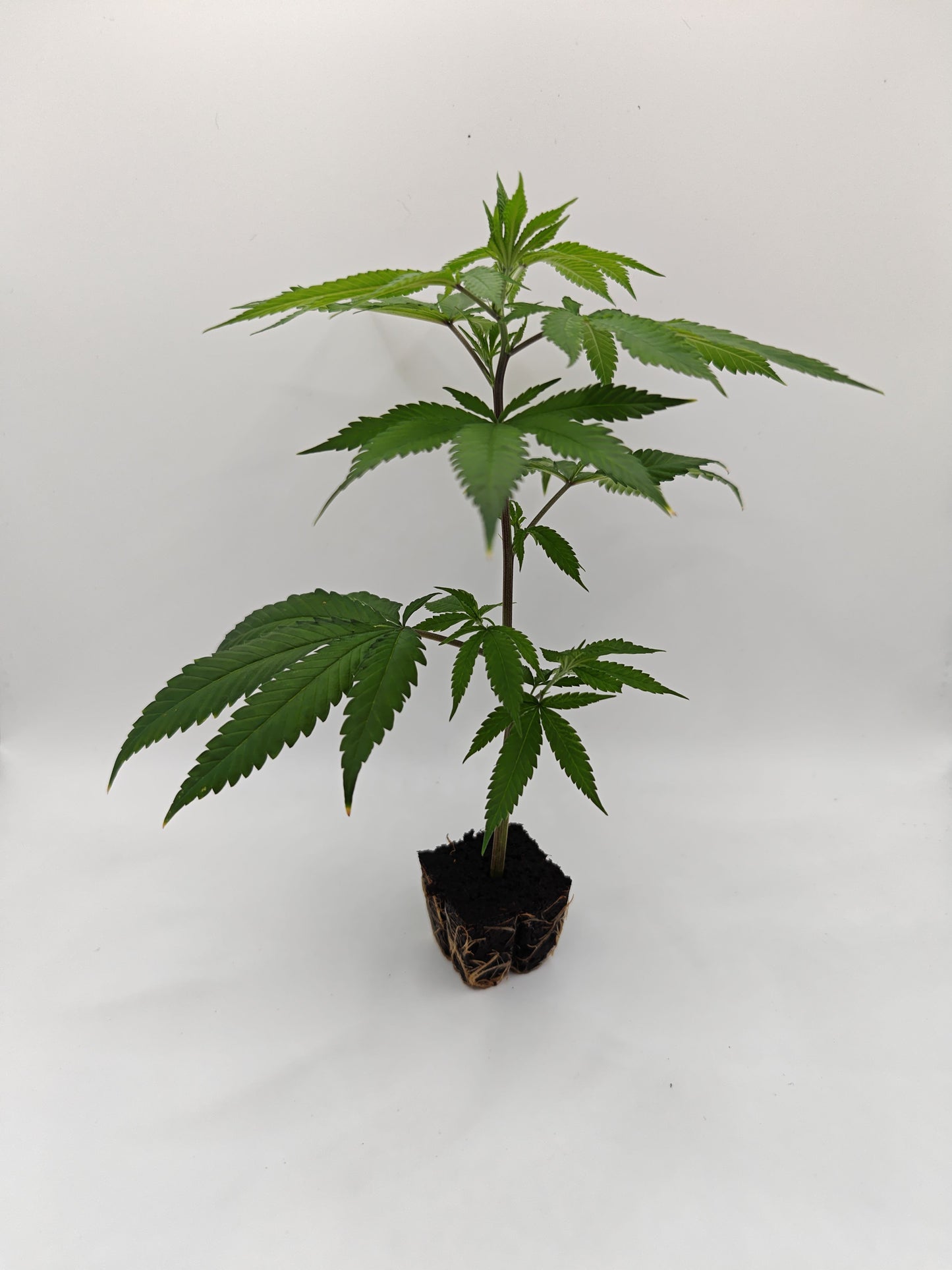 Super Lemon Haze x Pink Candy