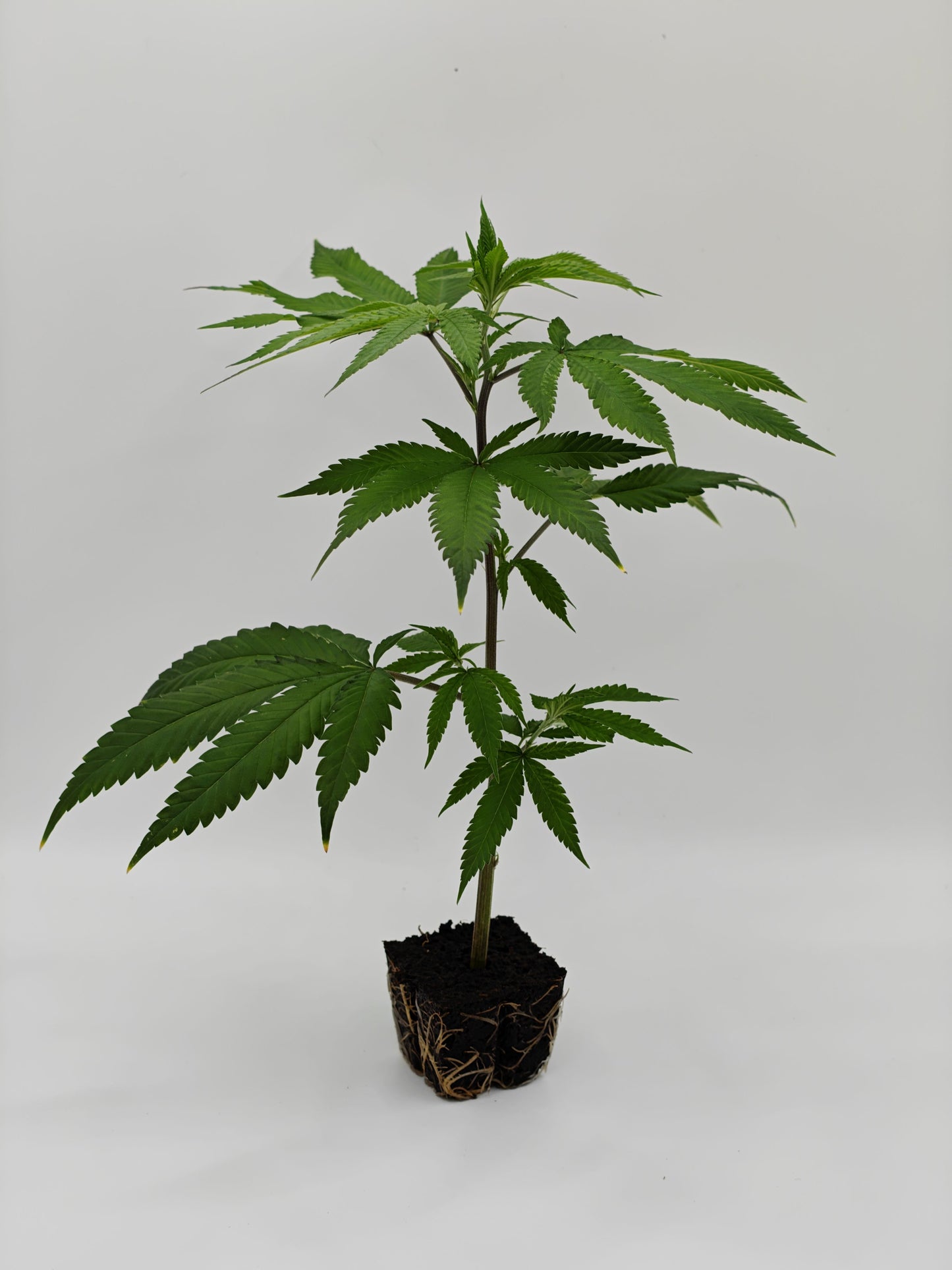 Super Lemon Haze x Pink Candy